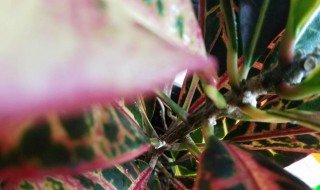 变色木冬天叶子掉光怎么办 变色木冬天叶子掉光怎么办呢