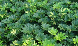 鹅掌木怎么扦插 鹅掌木怎么扦插容易发易