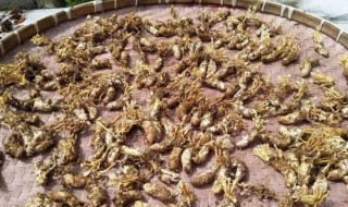 金蝉花的禁忌（金蝉花的禁忌有哪些 金蝉花什么人不能吃）