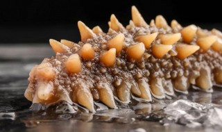 泡发大海参方法 泡发大海参的最佳方法