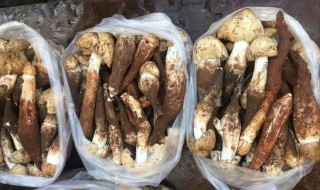 油浸鸡枞菌怎么做 油浸鸡枞菌怎么做才好吃