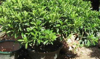 富贵树修剪方法 富贵树修剪方法图解