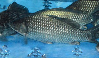 秘制酸辣鲫鱼怎么做 酸辣鲫鱼怎么做好吃