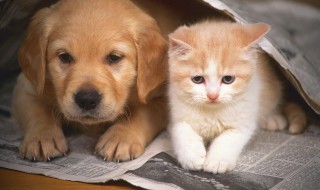 狗吃骨头能补钙吗(狗吃骨头能补钙吗为什么)