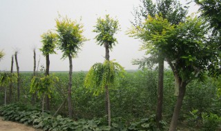 黄果树苗的种植方法（黄果树苗的种植方法和管理）