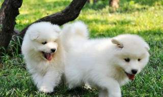 纯种萨摩耶怎么挑选（纯种萨摩耶怎么辨别）