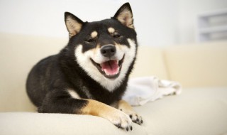 小哈士奇怎么挑选（哈士奇怎么挑选幼犬）