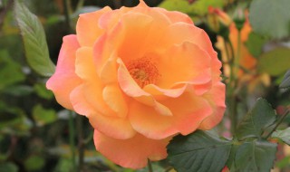 月季爆盆用什么方法(月季爆盆用什么方法最好)