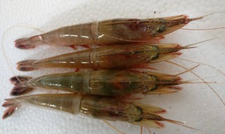 海剑虾的制作方法（海剑虾的制作方法窍门）