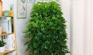 摇钱树种植方法 摇钱树种植方法和注意事项