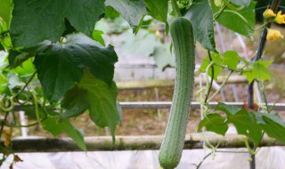 新鲜丝瓜长期保存方法（鲜丝瓜如何长时间保存）