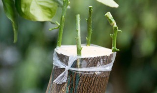 果树嫁接技巧 果树嫁接技巧和方法