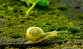 家里有蜗牛是好的风水征兆吗（家中有蜗牛的吉凶）