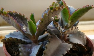 落地生根为什么不吉利（落地生根不吉利吗）