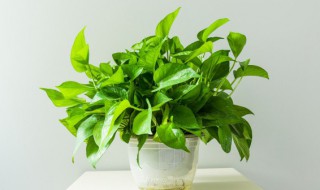 绿萝垂下来破财是真的吗（绿萝下垂破财是迷信）