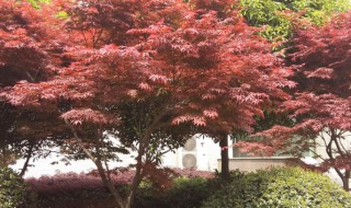 庭院红枫种植风水禁忌（庭院红枫种植风水禁忌图片）