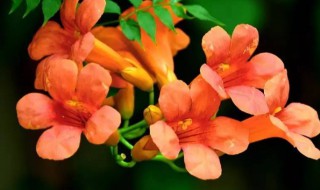 凌霄花放什么位置风水最好旺财旺宅 凌霄花放哪里风水好