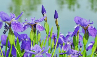 菱花的寓意和象征代表什么意思 菱形的寓意是什么