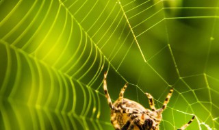 晚上看见蜘蛛寓意好吗 晚上看见蜘蛛寓意好吗为什么