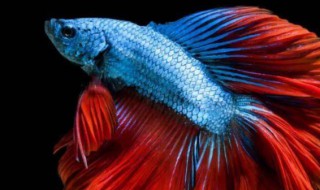 斗鱼有什么风水忌讳 斗鱼风水到底好不好