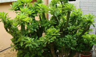 家里养麒麟掌的忌讳及风水讲究 家里养麒麟掌的忌讳及风水讲究图片