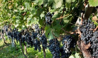 种葡萄树要注意风水是真的吗 葡萄风水:种葡萄树要注意风水