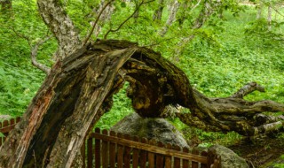 枯木逢春是好兆头吗(枯木逢春是好兆头吗)