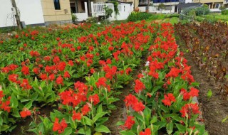 家门口种美人蕉风水好不好 家门口种美人蕉风水好不好呀