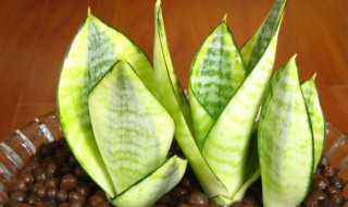 进门见虎皮兰风水好吗 进门见虎皮兰对风水好吗看图片