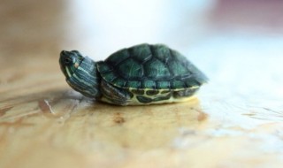 乌龟丢了预示什么风水预兆 乌龟丢了意味着什么