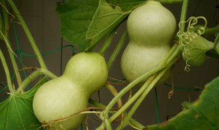 葫芦化解门对门挂法 葫芦化解门对门挂法有用吗