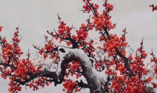 干枝梅的风水讲究(干枝梅的风水讲究是什么)