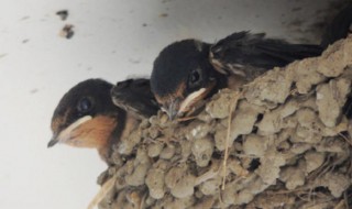 燕子窝口朝向的风水讲究（燕子窝的朝向有什么讲究）