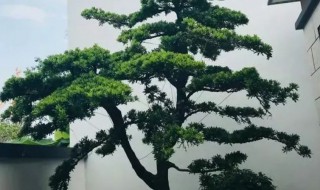 大门两边种什么树招财（大门两边种什么树招财最好）