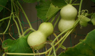 葫芦适合属猪的人家吗 葫芦与属相猪