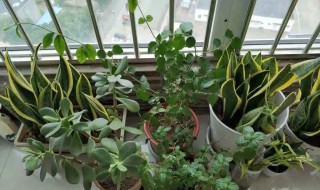 花盆为什么不能送人 别人送花盆给我好吗