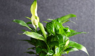 白掌可以养在卫生间吗(白掌能放卫生间养吗)