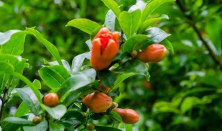 院子里种石榴树的禁忌有哪些(院子里种石榴树的禁忌有哪些东西)