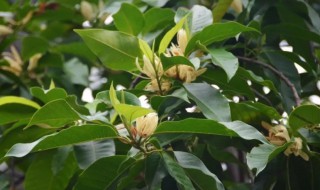 白兰树招鬼是真的吗（白果树招鬼吗）