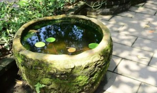 院内放水缸摆放讲究有哪些 院内放水缸摆放讲究有哪些放在庭院有什么风水说法