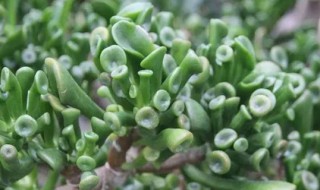 玉树为什么不能放家里（玉树为什么不能养在家里）