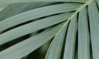 散尾葵为什么不适合放在家里 散尾葵摆在家里好不好