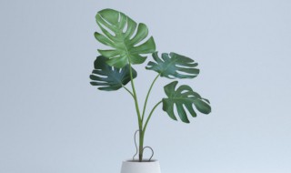 龟背竹养在家里走霉运是真的吗 龟背竹养在家里走霉运浇水