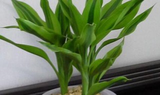 进门见富贵竹好吗（进门看见富贵竹好不好）