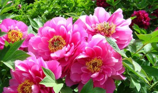 门口栽牡丹有何说法 门前种牡丹