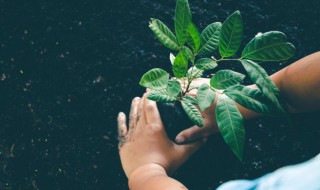 属鸡的种什么花运气好最旺财 属鸡的养什么花好运气