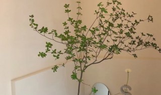 日本吊钟树放室内风水吉利吗 日本吊钟树放室内风水吉利吗视频