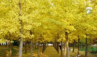 银杏树种植风水禁忌有哪些 银杏树种植位置与风水(方位,禁忌