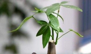 女人招财方法最灵验最快速的有哪些 最灵最有效的招财方法