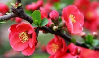 幸福花怎么养（幸福花怎么养殖方法）